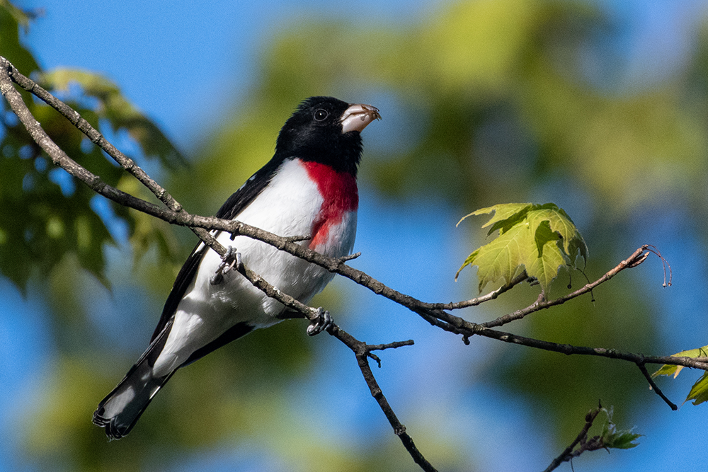 Rose-breasted Grosbeak. © 2020 Richard Littauer